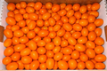 Kumquats Nagami | 5 lb Box ON SPECIAL