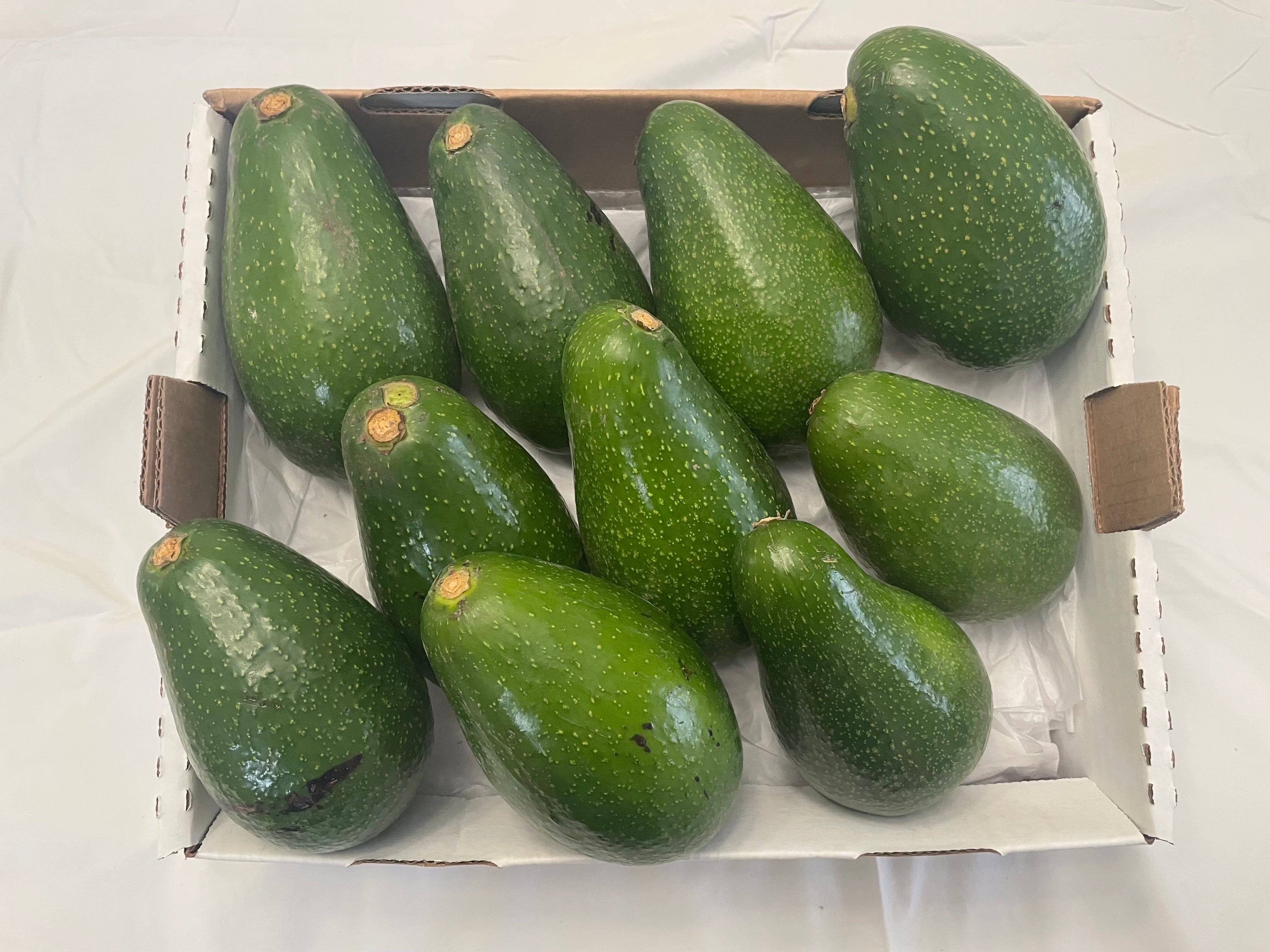 Zutano Avocado | 5 lb Box| Blow out sale