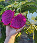 Magenta Dragon Fruit| 5 lb Box | California Grown| Pre order only Available late August
