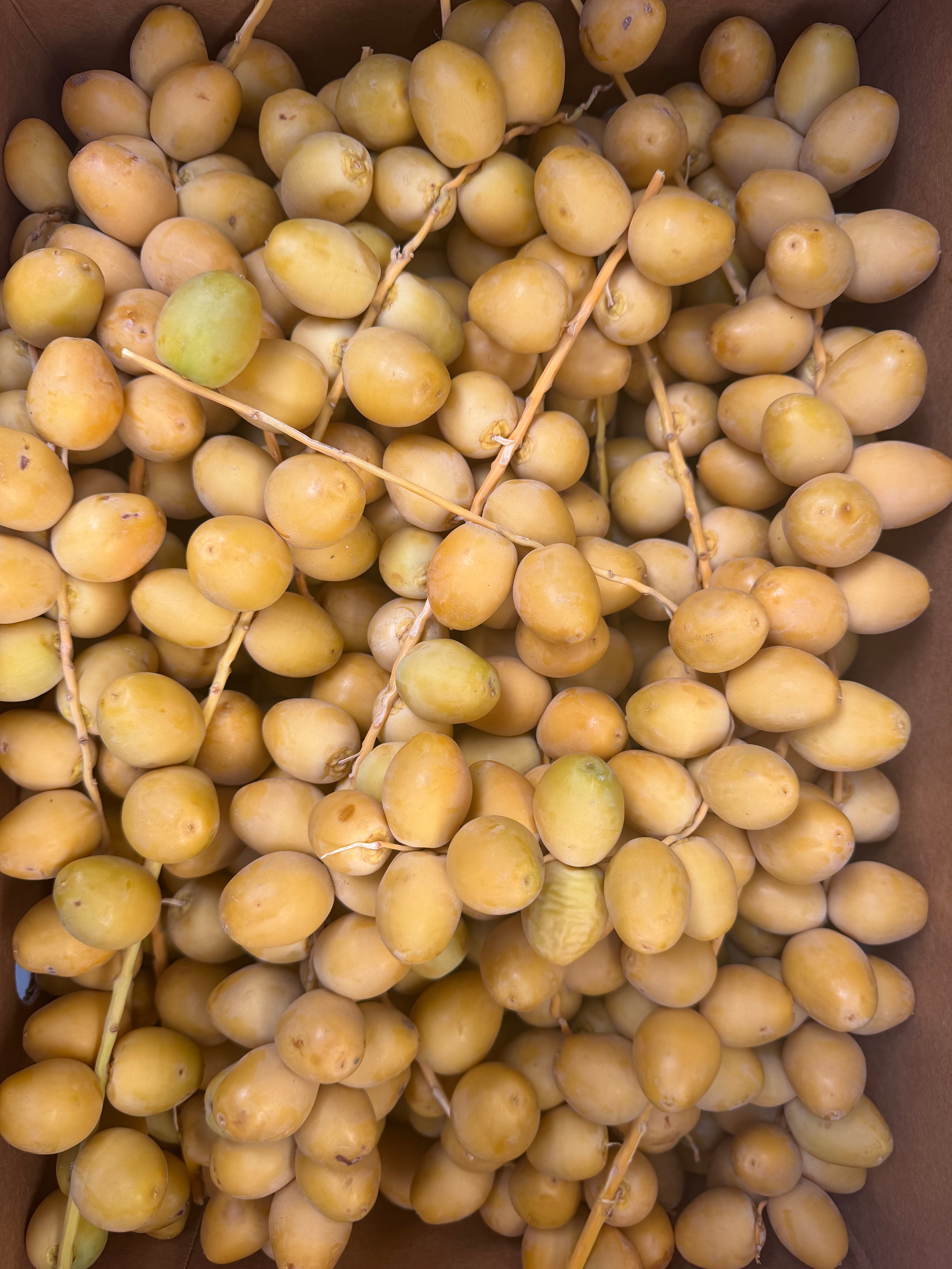 Fresh Barhi Dates | 5 lb box